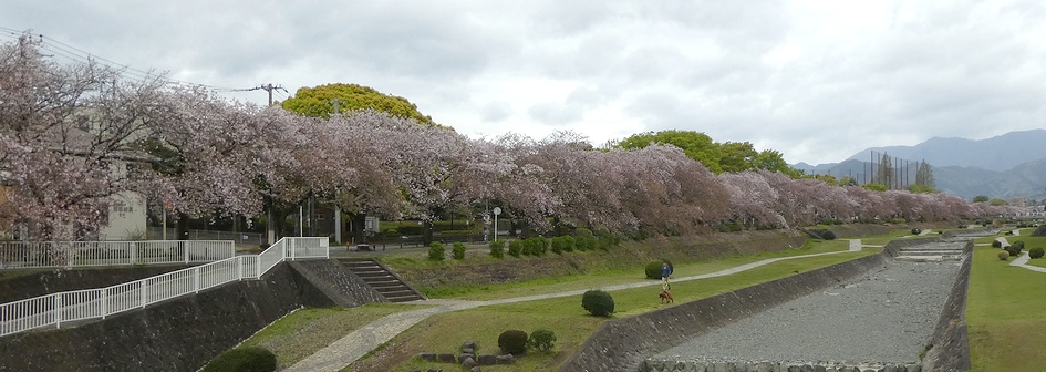 富士見大橋から見たの桜01