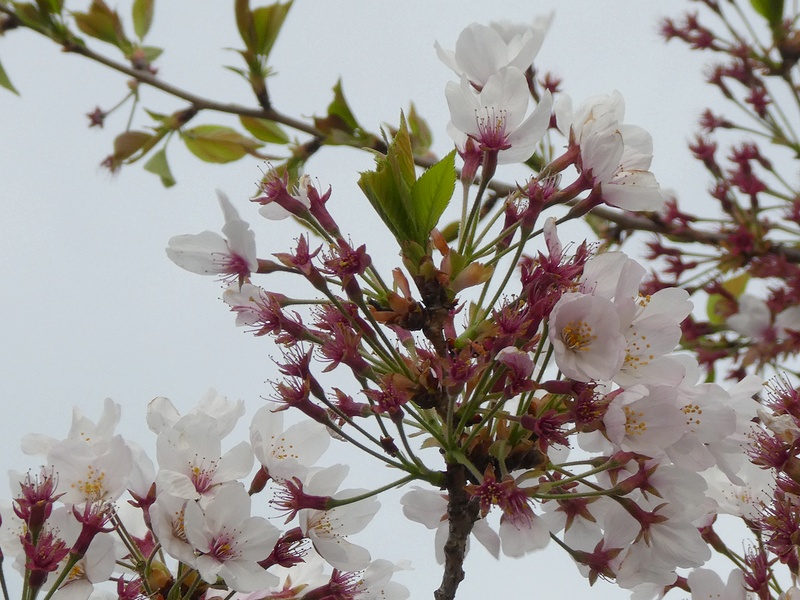 秦野市役所の桜01