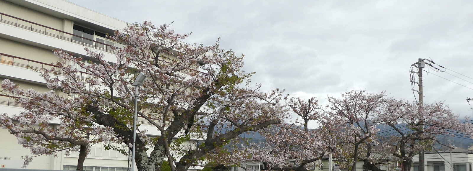 秦野市役所の桜02