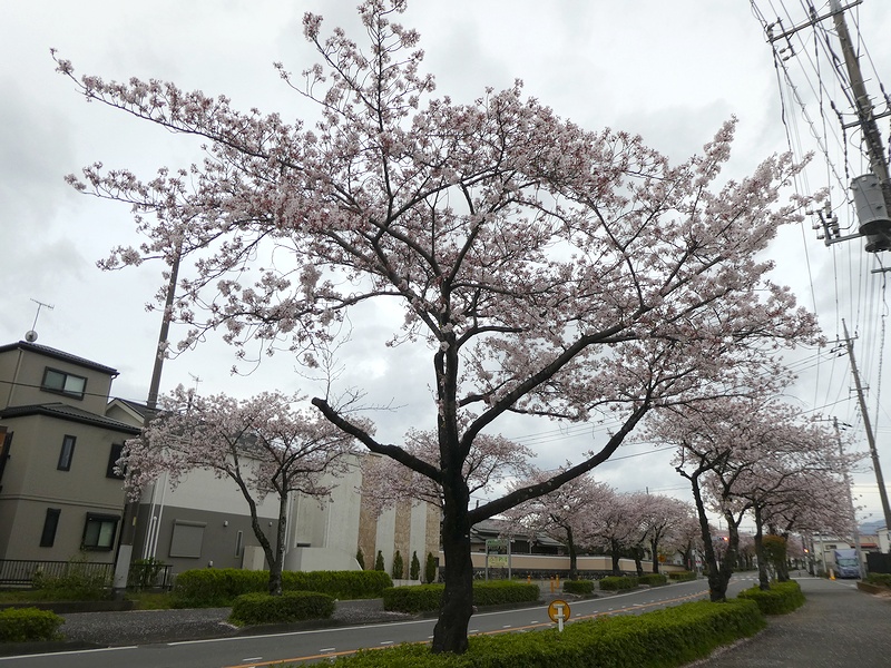 はだの桜みちの桜03