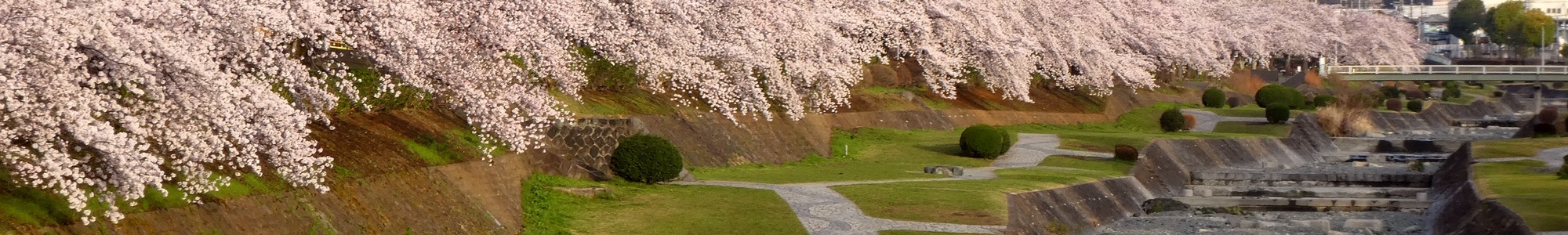 秦野の桜-カルチャーパーク前の桜並木