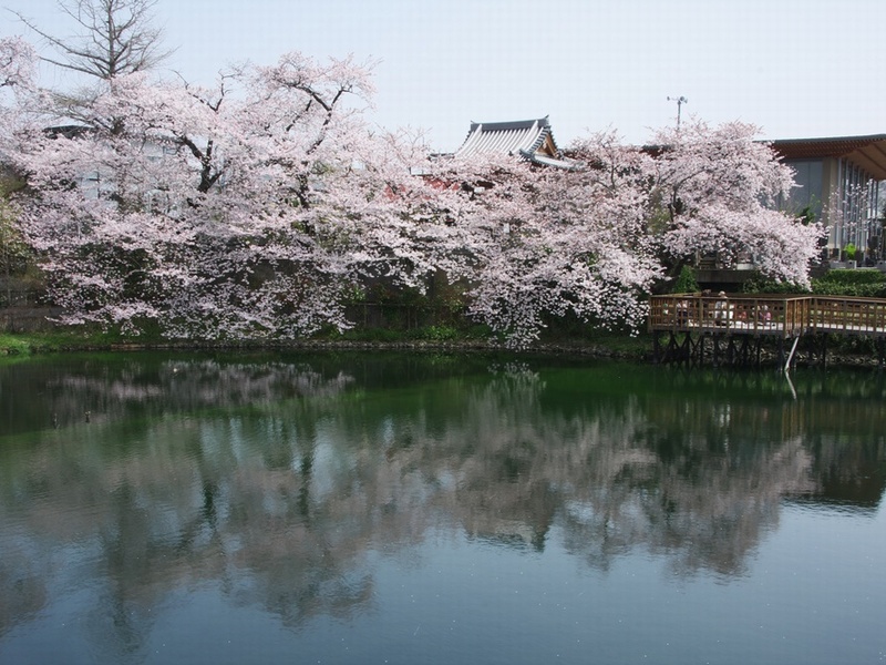 桜と今泉湧水池